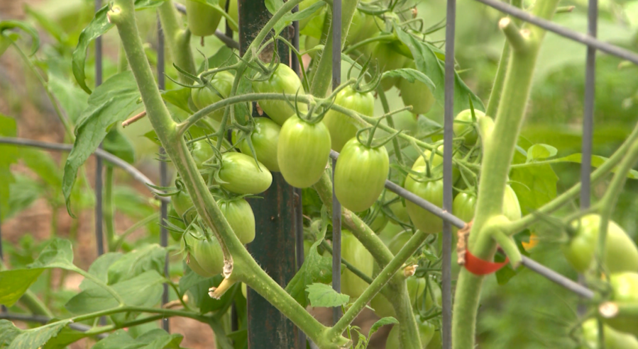 Local farms discuss the impact of heat on land and cattle