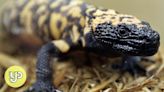 What is the Gila monster, and why are its bites so dangerous?