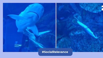 Viral video: Visitors in Dubai witness birth of a baby shark in aquarium, internet deems it cool