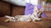 10 fascinating facts about Bengal cats