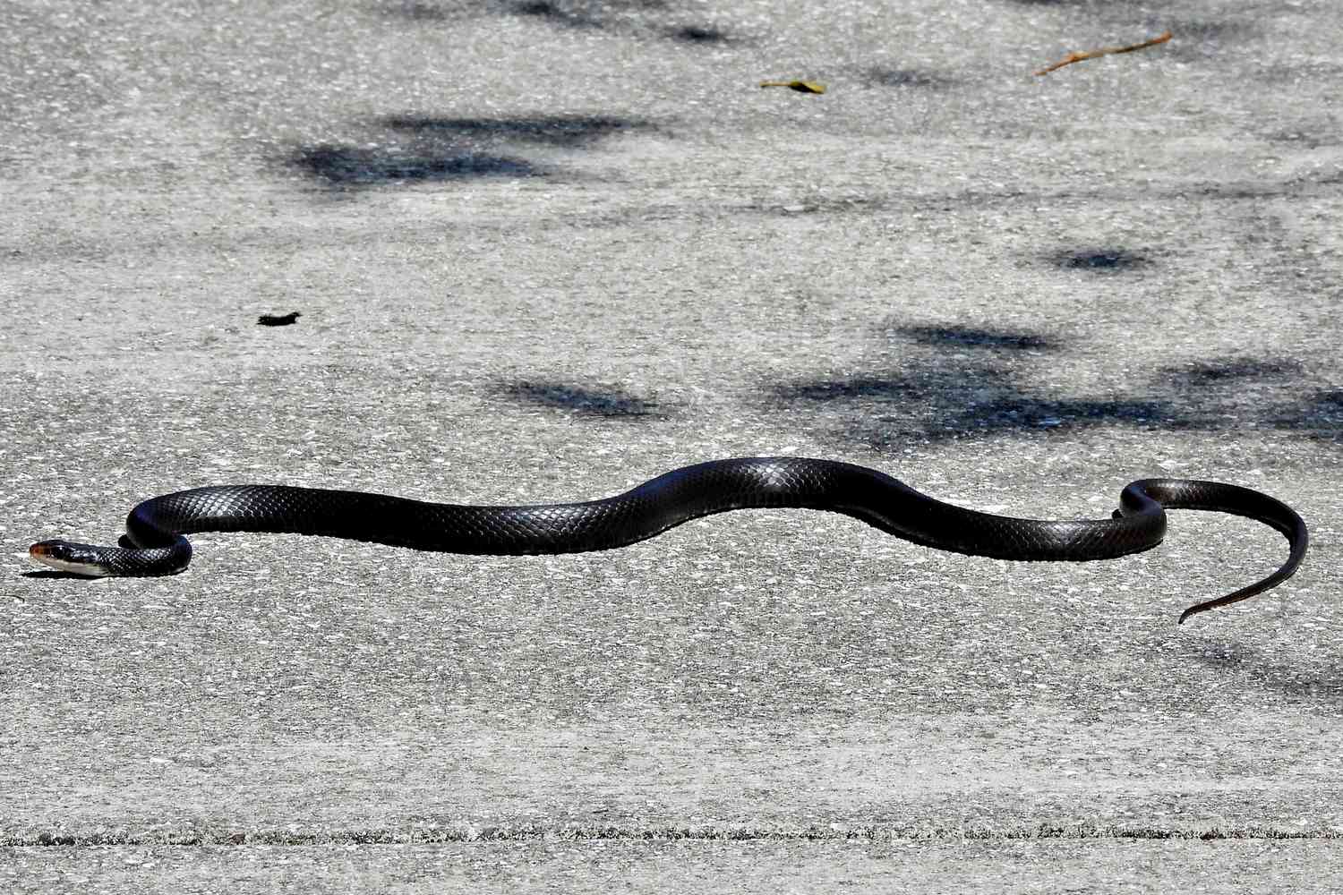 Snakes Nearly on a Plane: Reptile Caught Trying to Enter the Dallas Fort Worth Airport