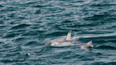 1,200-pound great white shark spotted off Florida