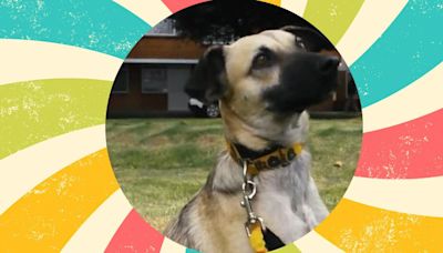 Soy Taco, el perrito saltarín que busca un hogar con mucho amor; he tenido una vida difícil