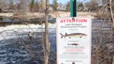 Will this be the year lake sturgeon spawn in the Milwaukee River?