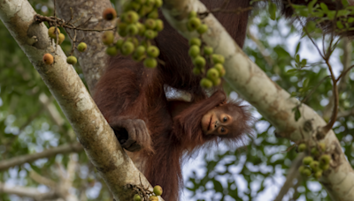 How the reforestation of Bukit Piton Forest Reserve and other projects helped orangutans and other wildlife keep their homes in Sabah