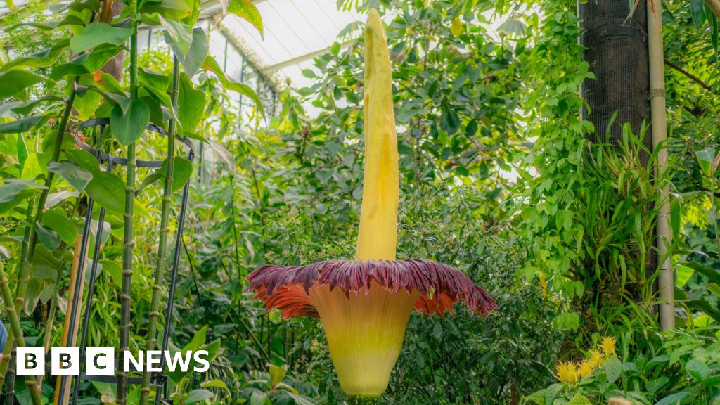 Corpse Flower: Kew's foul-smelling plant blooms again