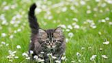 Are Daisies Poisonous to Cats? Here's What a Veterinarian Wants You to Know
