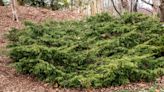 How to Grow and Care for 'Sea Green' Juniper