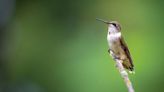 Master Gardener: How to attract migrating hummingbirds to your garden