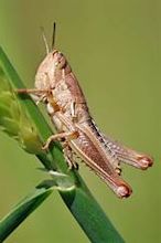 File:Young grasshopper on grass stalk02.jpg - Wikipedia