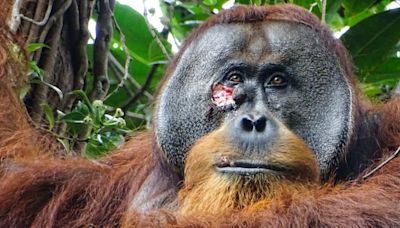 In a first, an orangutan was seen treating his wound with a medicinal plant