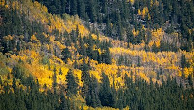 'Mr. Aspen' gives his Colorado peak fall color prediction and here are top aspen drives