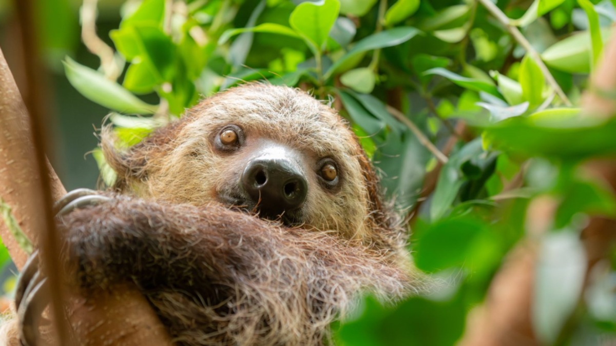 New Sloth Hanging Around At Oregon Zoo | Z100 Portland | Portland Local News