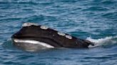 Fishermen hire Bush-era official in challenge to whale laws