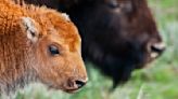 Yellowstone Park Rangers searching for tourist after death of baby bison