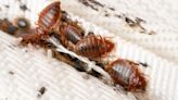 Study ranks worst US cities for bedbugs: How Charlotte stacks up