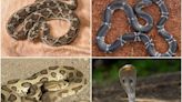 World Snake Day: Nashik Experts Advise on Identifying Venomous and Non-Venomous Species and Emergency Tips