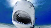 What do sharks eat? Surprising feeding habits of great white sharks, hammerheads and more.