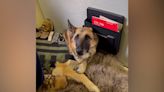 Watch Kaya, a service dog who inspired PAWS Act, get honored in final flight home