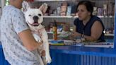 Zonas seguras en casa, encender la tele o no reñir: los consejos para afrontar el miedo de perros y gatos a los petardos