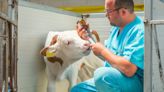 New vet school opens for applications to tackle workforce shortage