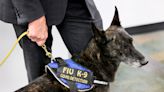 Dogs can detect Covid with high accuracy, even asymptomatic cases