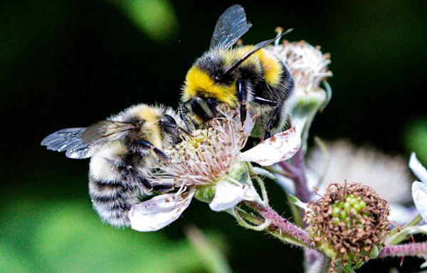 Experts warn bumblebee decline after record rainfall in Spring