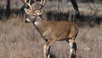 Commission tweaks Michigan deer hunting rules, keeping one ban and creating another