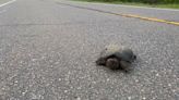 HUMANS: Slow down for turtles!