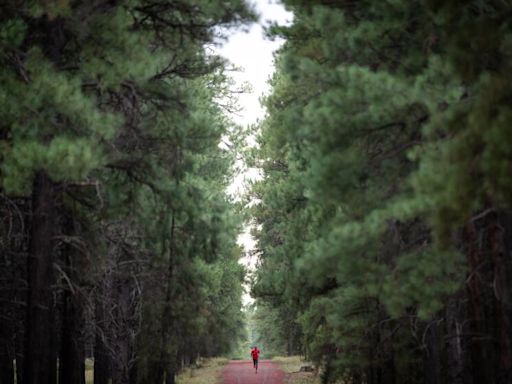 Why Olympic distance runners might be flocking to Flagstaff ahead of L.A. Games