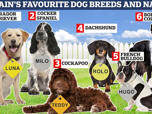 Is your dog Luna, Bella or Milo? The most popular names, revealed