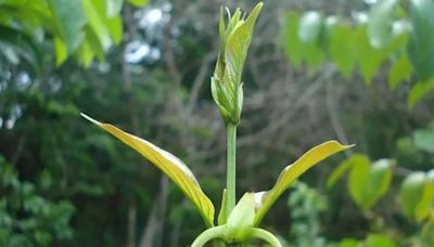 Hierba amazónica: estos son los increíbles beneficios de la uña de gato, la planta poco conocida con efectos antiinflamatorios