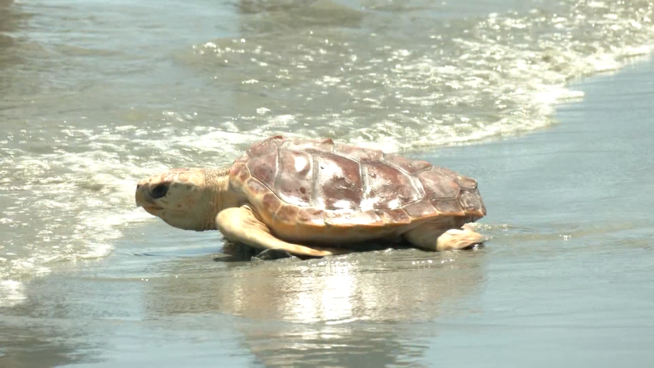 Rehabilitated sea turtles, Brie and Gruyere, returned to the Atlantic Ocean