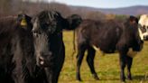 Crews working to corral cattle along I-26 in Spartanburg Co.