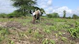 Kenya’s dramatic flooding sweeps away a central part of the economy: Its farms