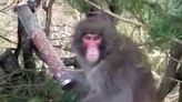 Scotland monkey escape - live: New sighting of loose monkey as zookeepers deploy thermal drones