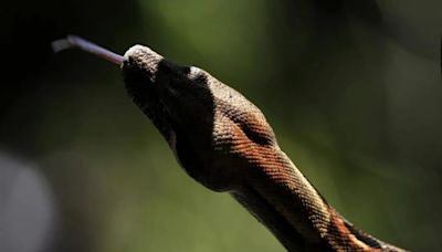 Boa constrictora prendió las alarmas en un centro comercial de Cali