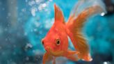 300 Best Fish Names for Everyone in Your Aquarium