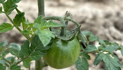 Severe weather causes East Texas farmers to restart this Spring