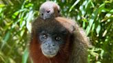 Colchester Zoo welcomes new adorable baby monkey to first-time parents