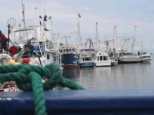 Incopesca valora permitir a barcos palangreros extraer carnada viva otra vez