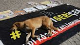 Turkish assembly clears way for ‘massacre law’ to round up stray dogs