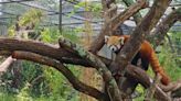 'Sunny D' the red panda enters new exhibit at the Louisville Zoo - WNKY News 40 Television