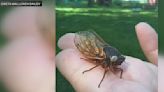 Blue-eyed cicada, found by suburban student, now at the Field Museum