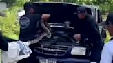 Massive 14ft python pulled out of car engine by police