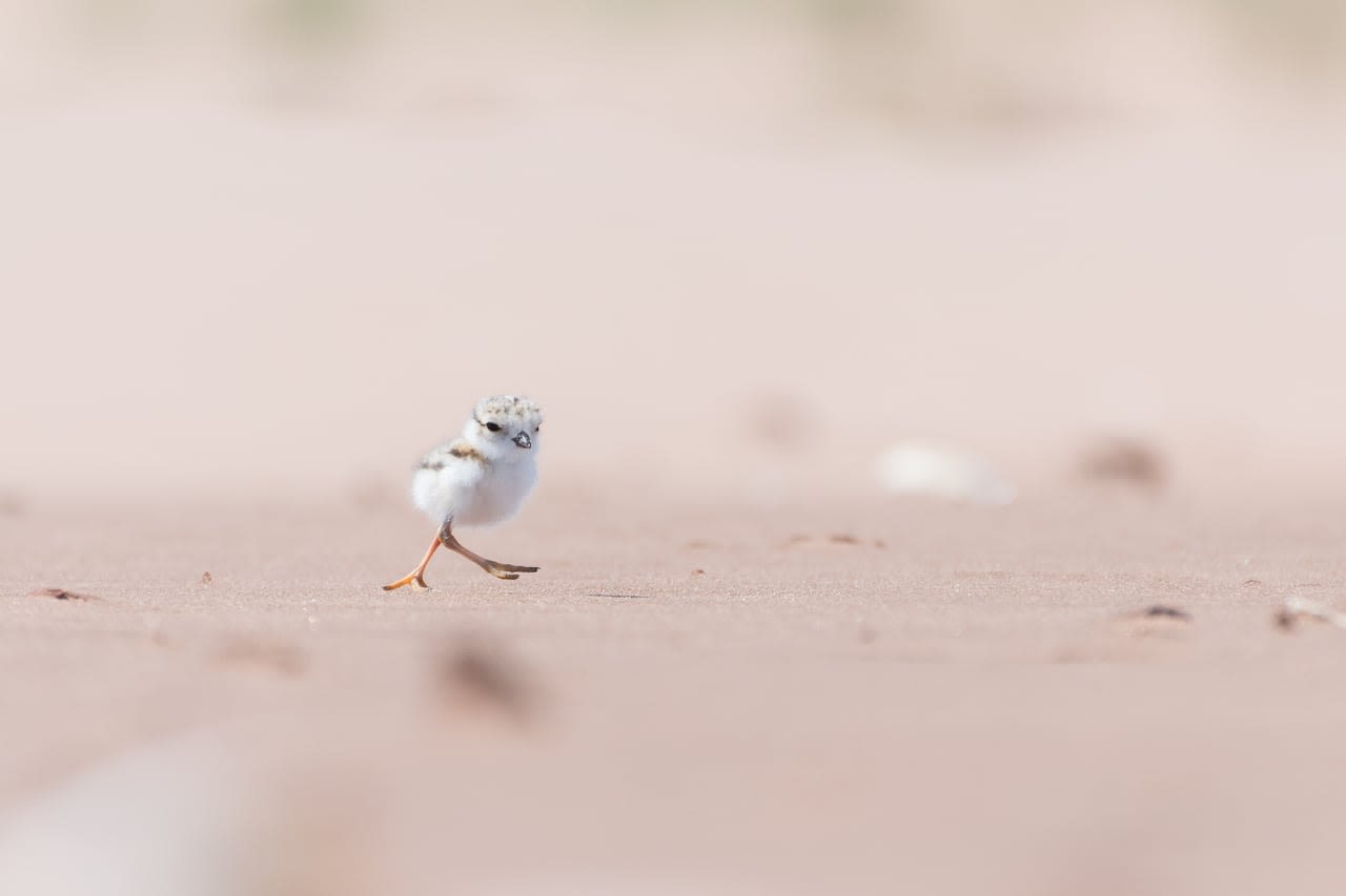 To protect piping plovers, Kouchibouguac National Park closes some areas to visitors