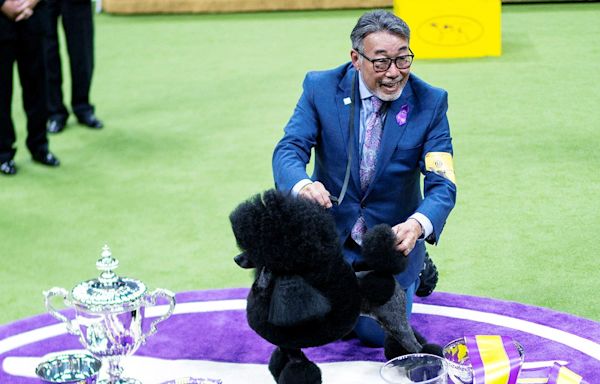 Westminster Dog Show 2024 updates: Sage the Miniature Poodle wins Best in Show