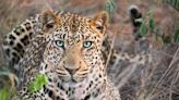 This Wilderness Course in South Africa Teaches Real Ranger Skills — Like How to Safely, Respectfully Track Leopards