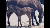 Once-ostracized wild horse seen wandering NC Outer Banks is now a mom, photos show