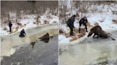 Young moose gets stuck on icy river. Then couple rushes to its rescue, videos show
